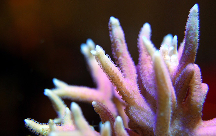 Los corales SPS más resistentes, a prueba de balas
